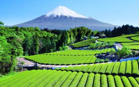 Tour de té en Japón: visita a plantaciones de té con el monte Fuji