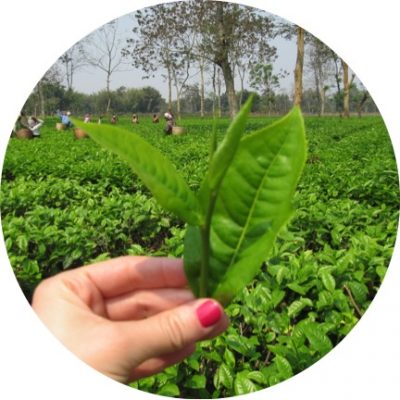 Folha de chá em viagem a Ìndia - Assam