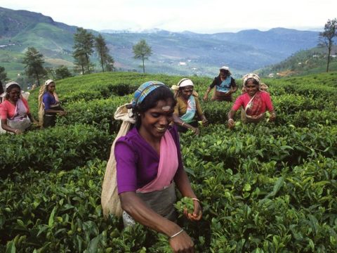 Mujeres recogiendo las hojas de té de Ceilán