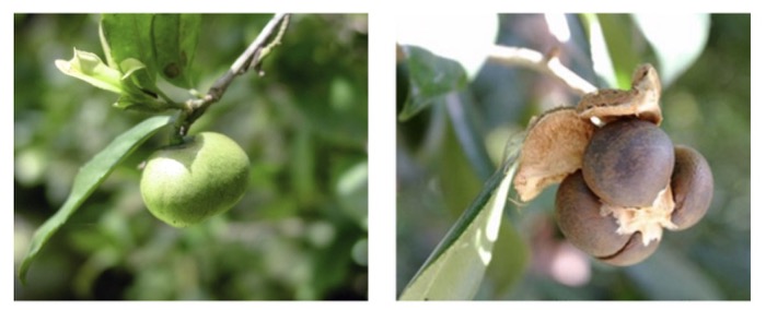 Camellia sinensis: frutos de su planta