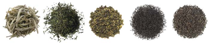 tipos de chá - camellia sinensis